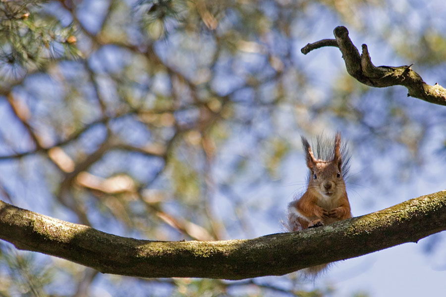 A squirrel peeks from a branch
