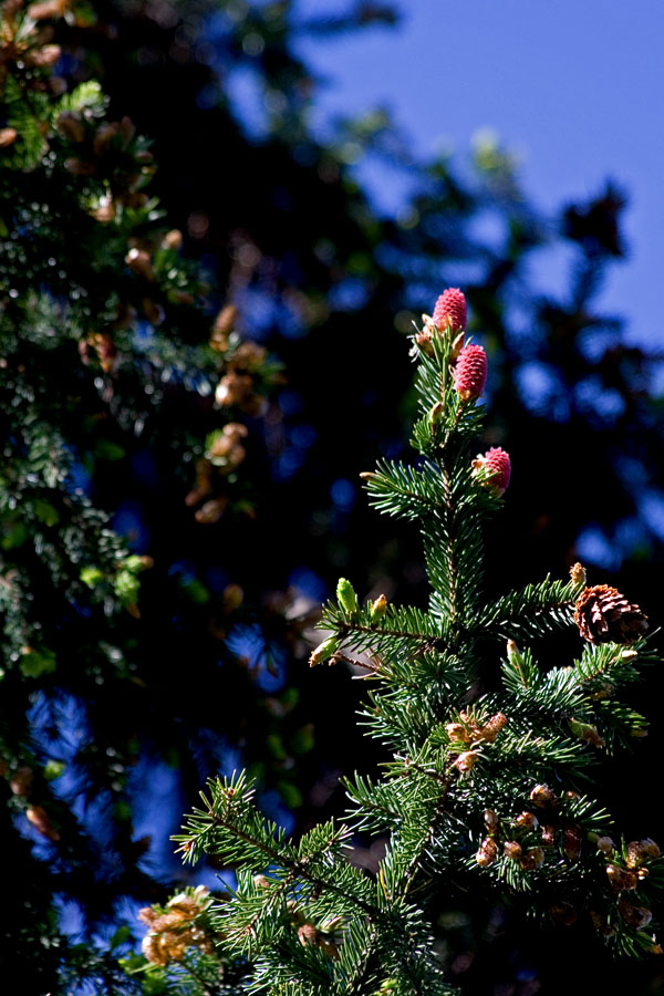 Red cones in a fir