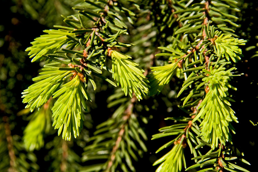 Fir nuts
