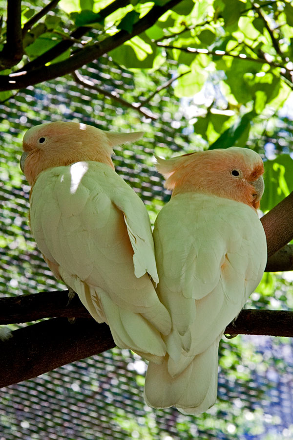 Birds at Central park zoo