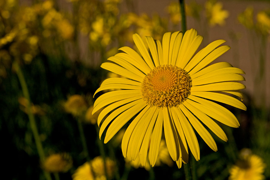 Gerbera