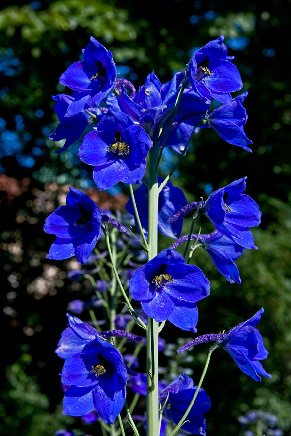 Candle Larkspur (Delphinium elatum)