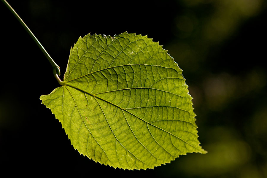 A leaf