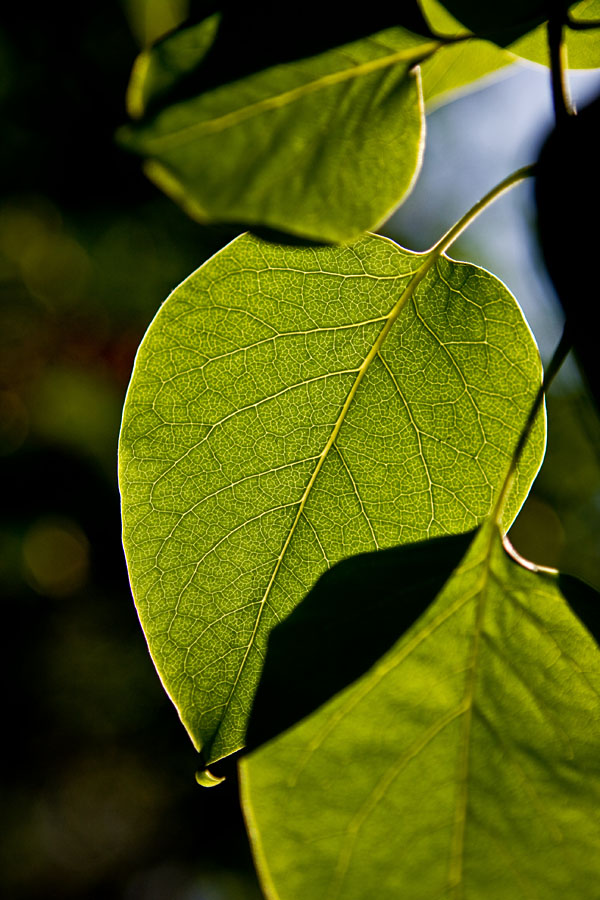 Leaves