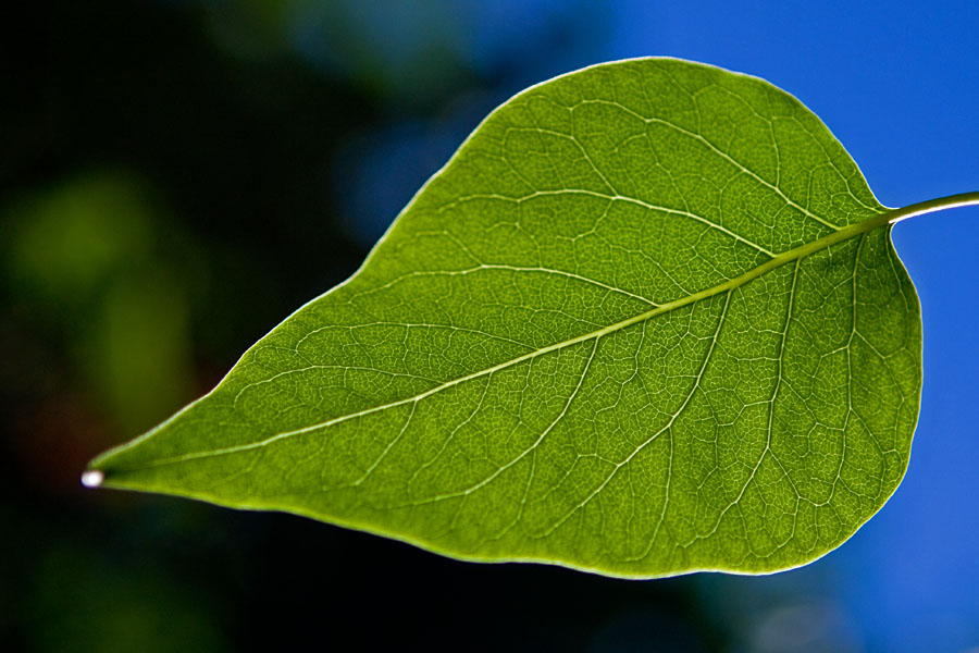 Leaf