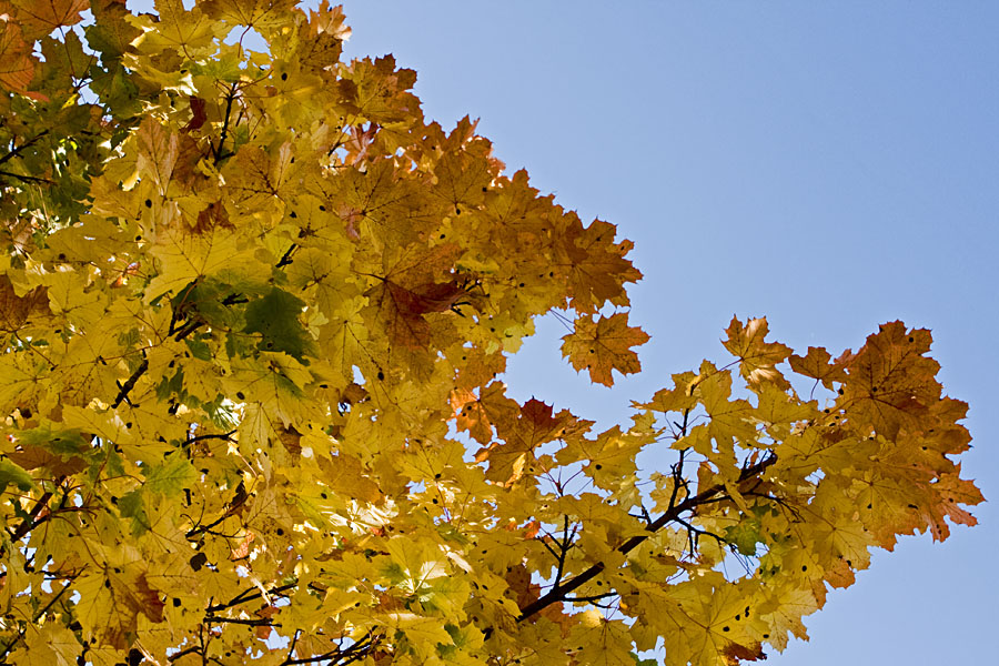 Maple leaves