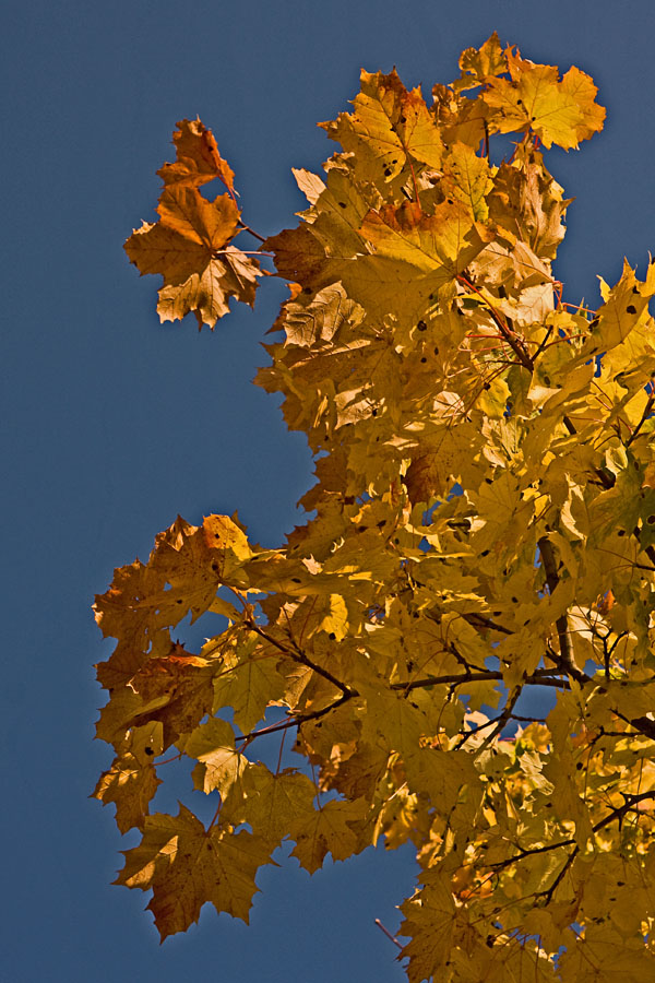 A yellow maple