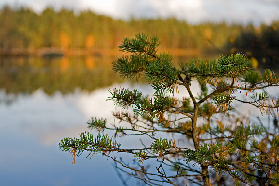 A pine at Iso Lehmlampi