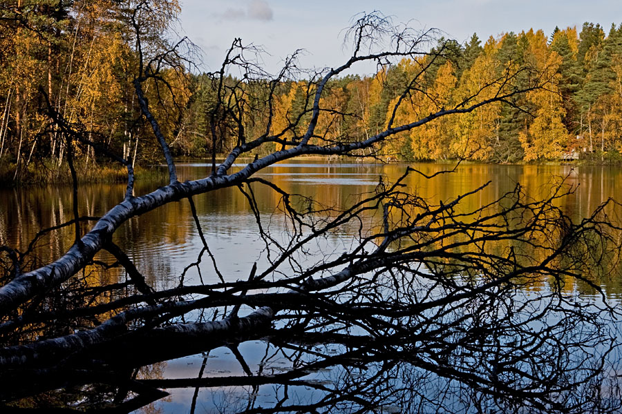 A fallen birch at Haukkalampi