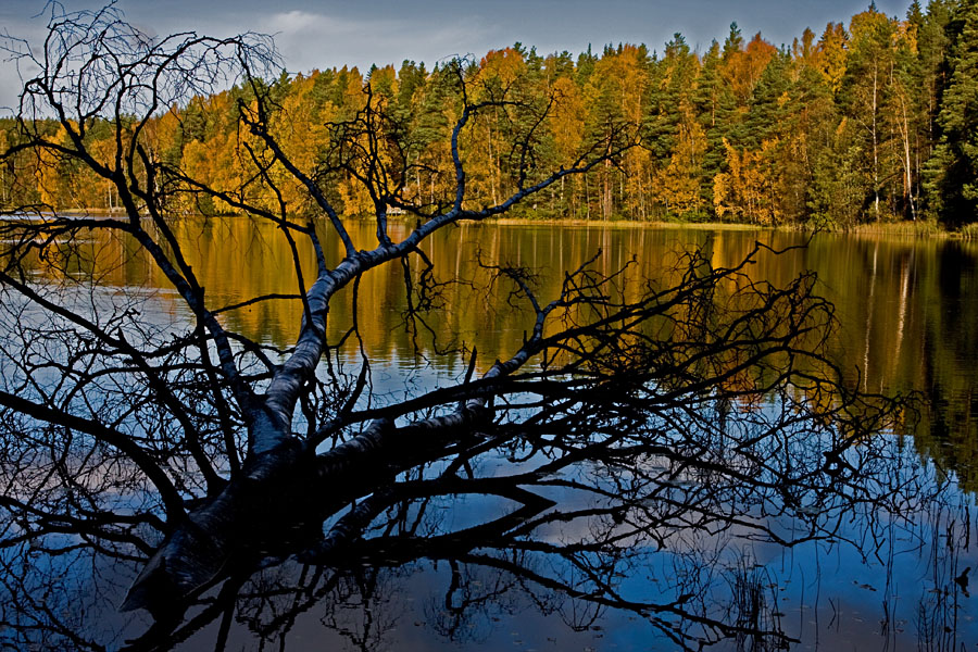 A fallen birch at Haukkalampi