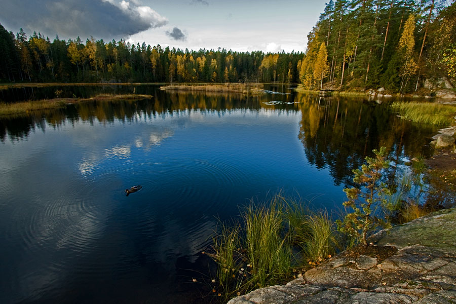A duck bathing in Mustalampi