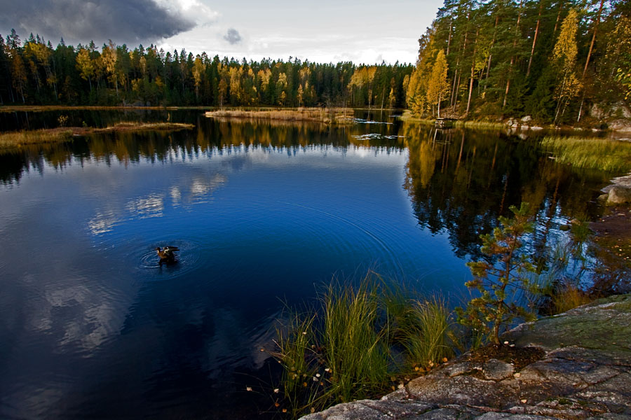 A duck bathing in Mustalampi