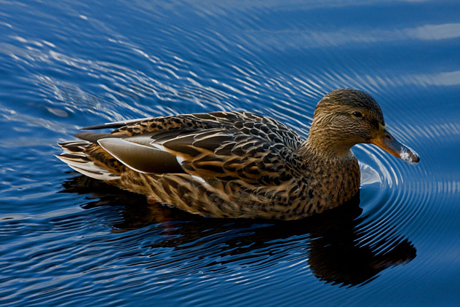 Sinisorsa (Anas platyrhynchos)