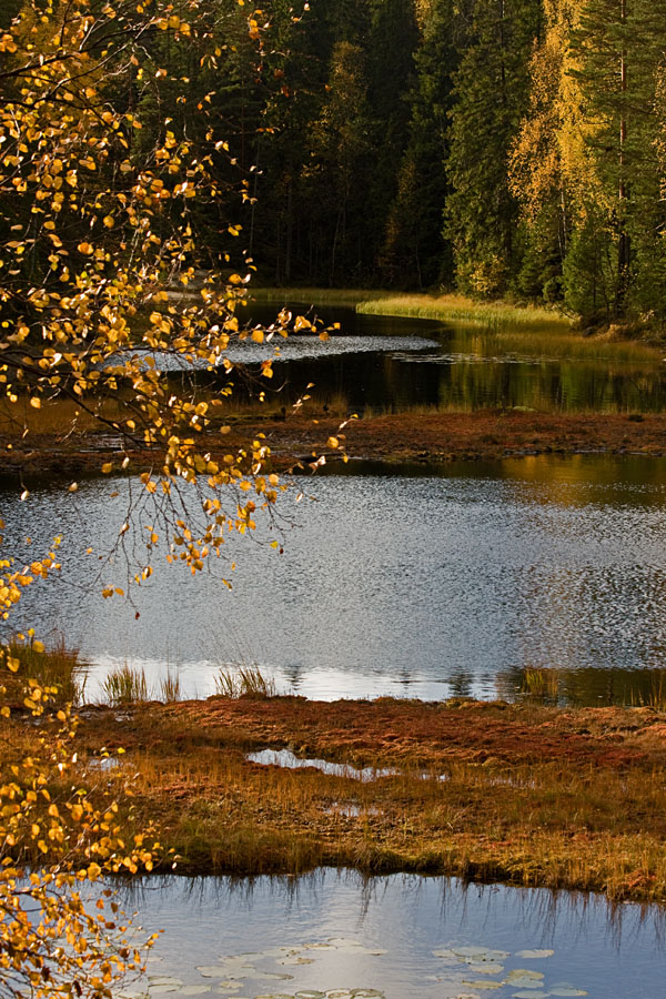 Turf islets at Mustalampi