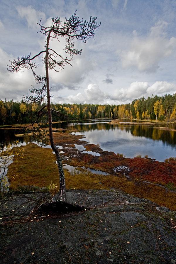 Yksininen mnty Mustalammen kallioilla