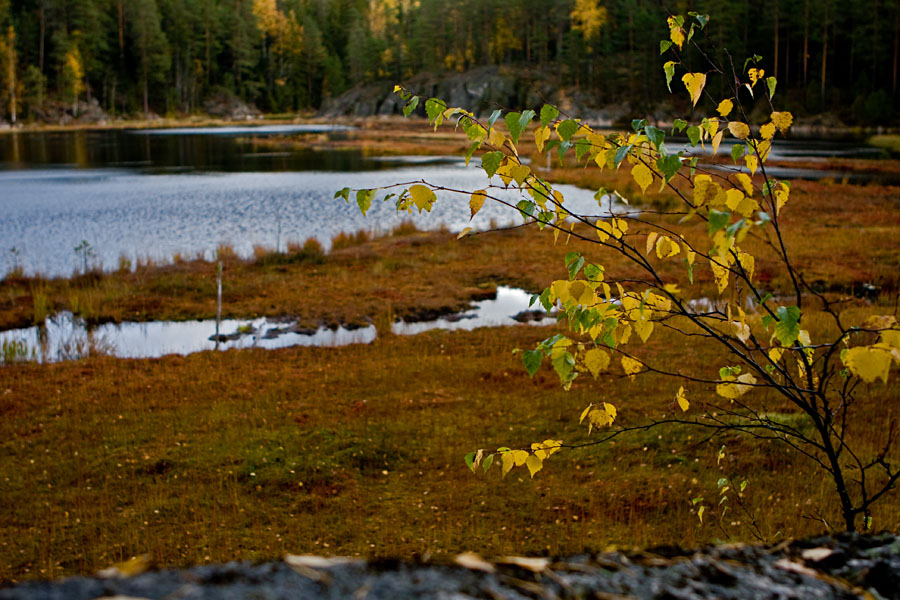 Autumn colors at Mustalampi