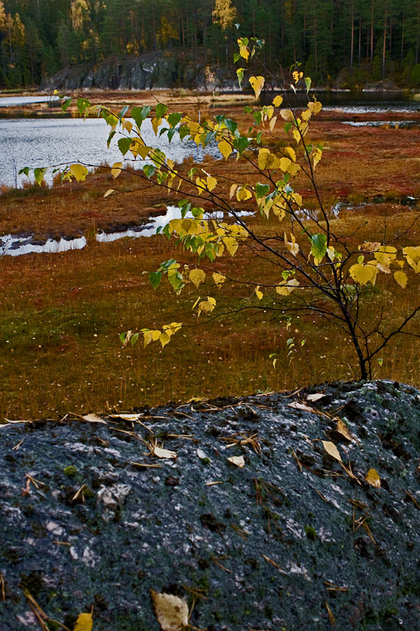 Syksyn vrej Mustalammella