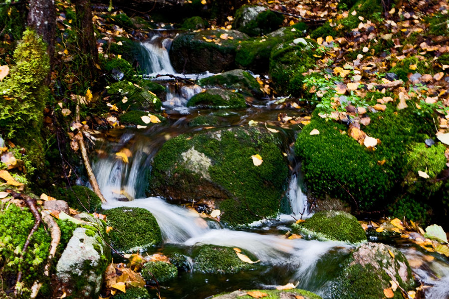 A creek in autumn