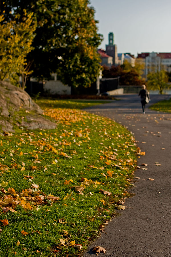 Autumn leaves