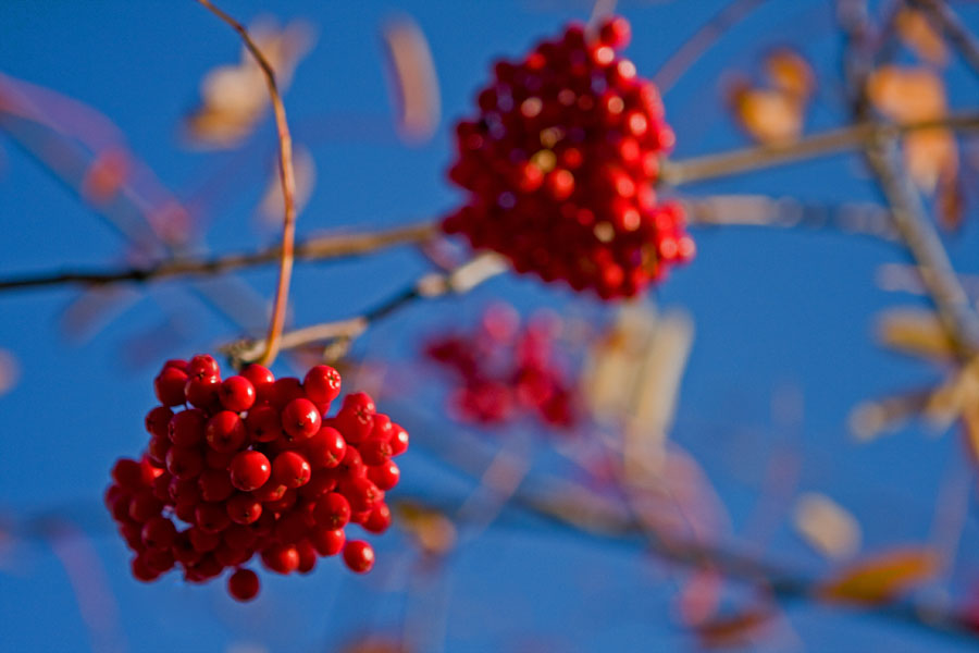 Sorbus berries