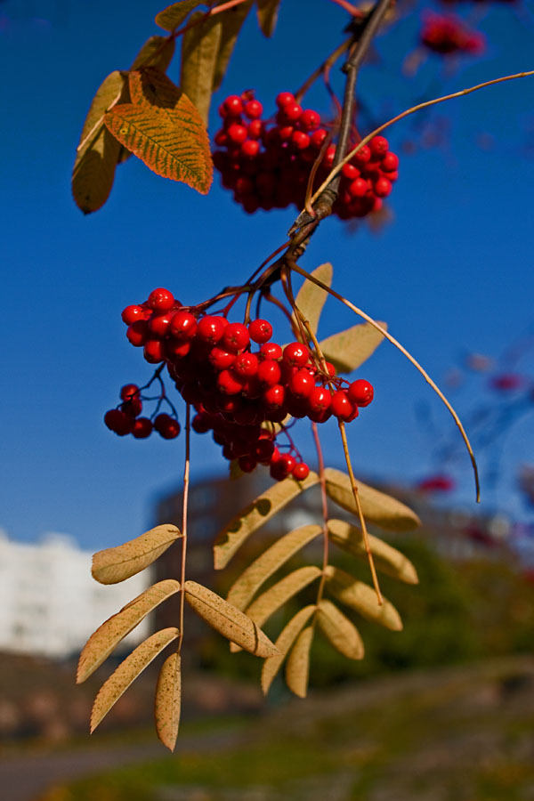 Sorbus berries