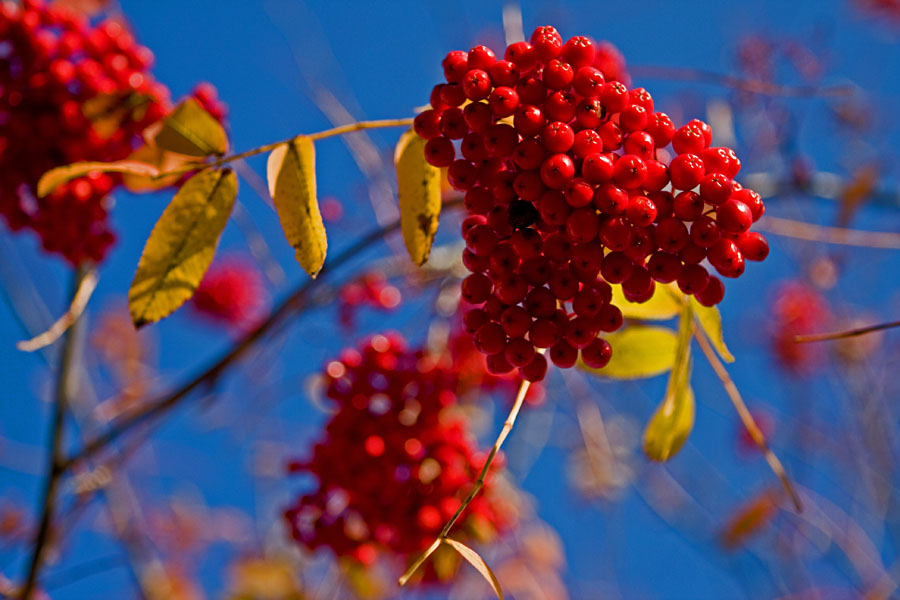 Sorbus berries