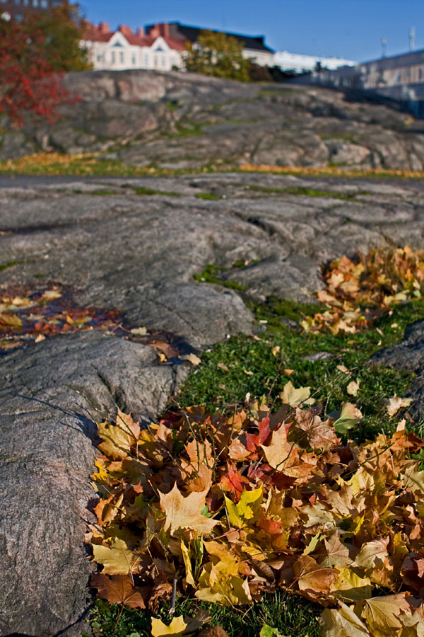 Maple leaves