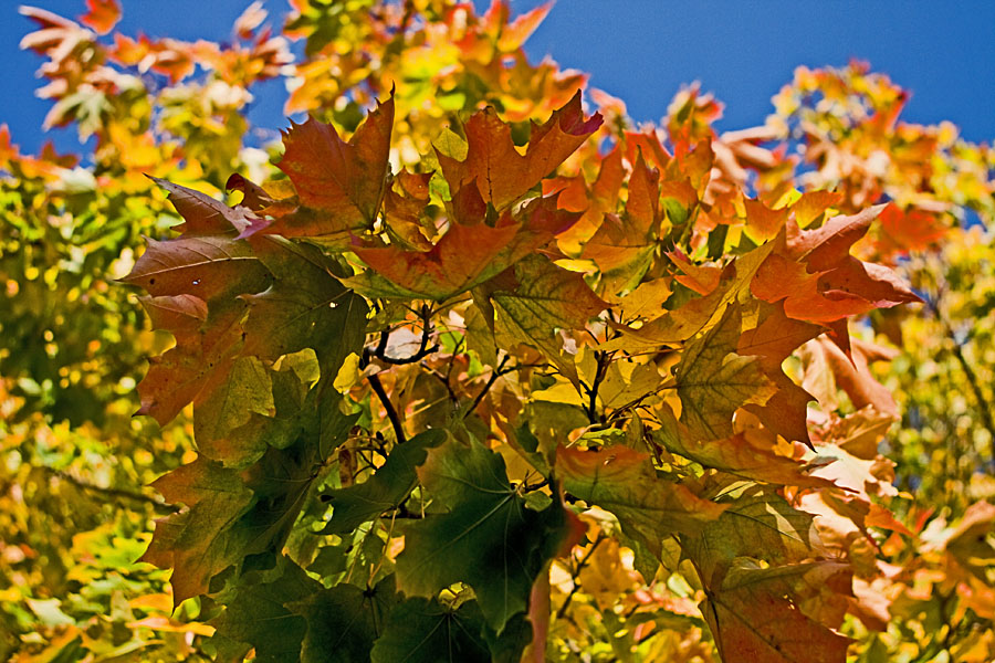 Maple leaves