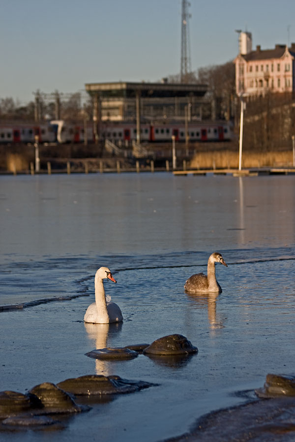 Swans at Elintarhanlahti bay