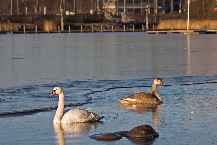 Swans at Elintarhanlahti bay