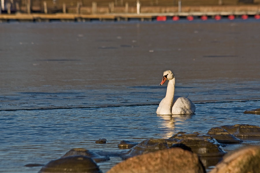 A swan at Elintarhanlahti bay