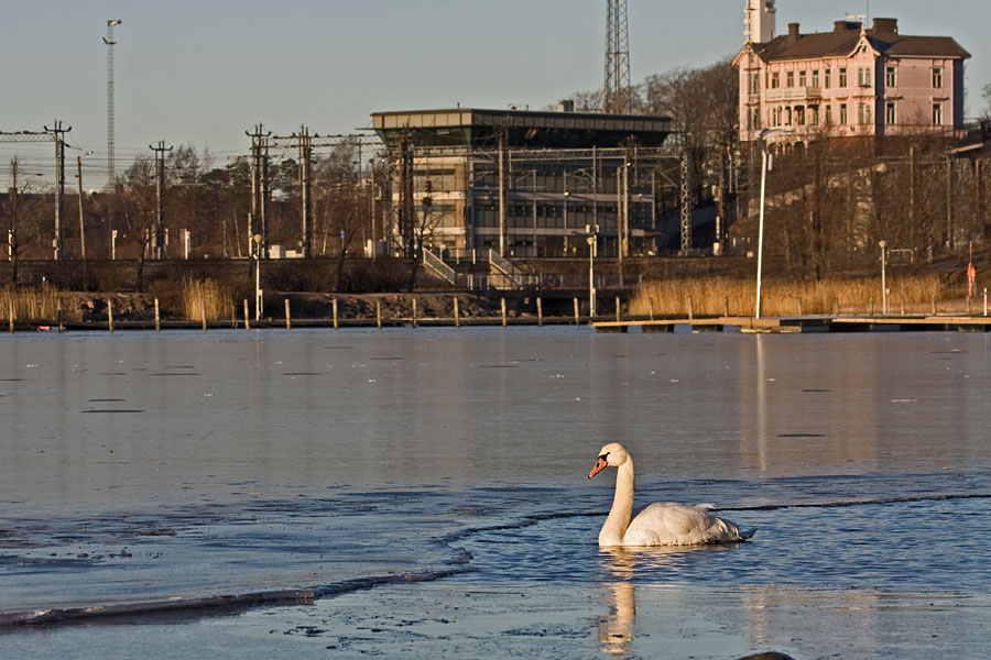 A swan at Elintarhanlahti bay