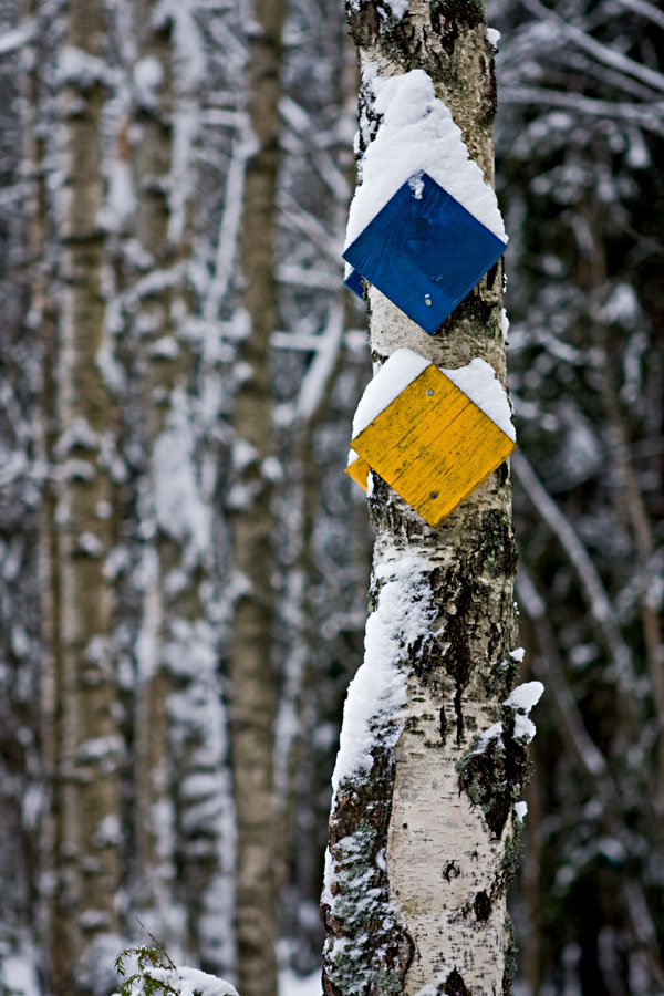 Route marks on a birch