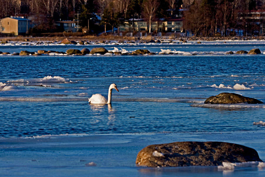 A mute swan (Cygnus olor) at the icy Lnsilahti bay