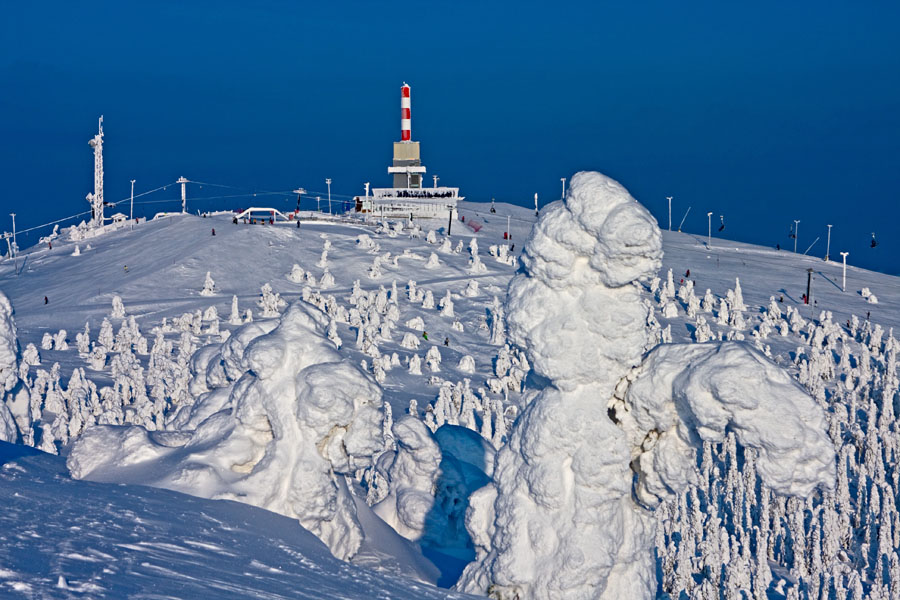 Snow packed trees