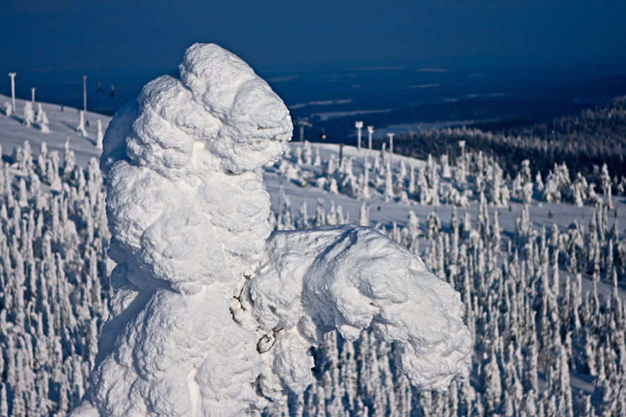 Packed snow on trees at Ruka