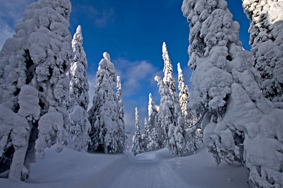 Snowy firs