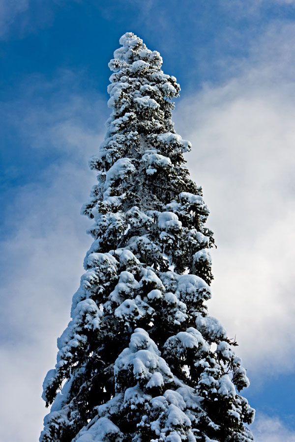 A snowy fir