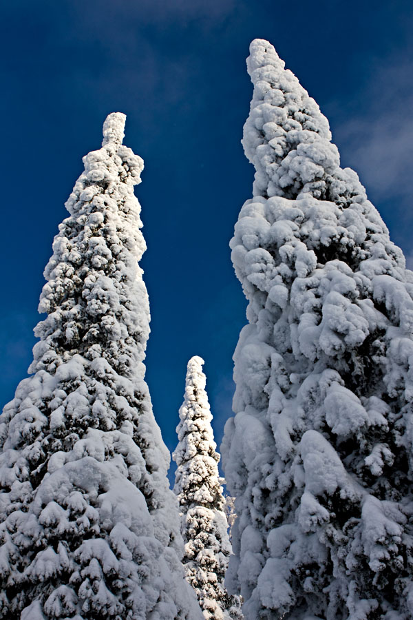 Snowy firs