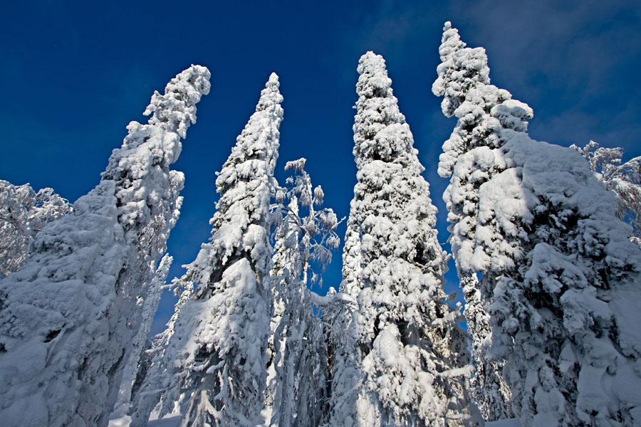 Snowy firs