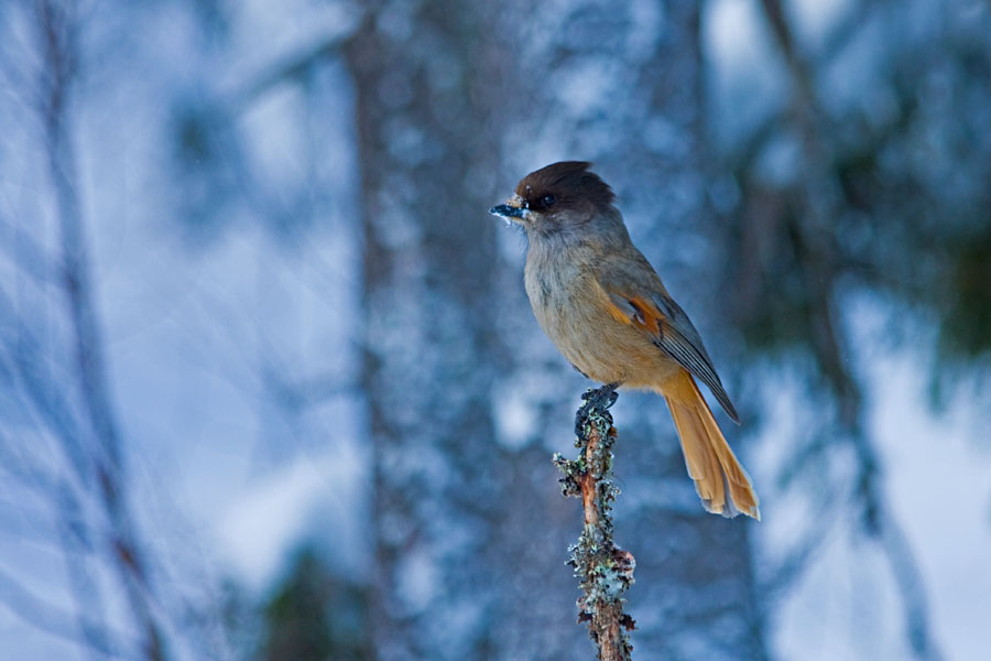 Siberian Jay (Perisoreus infaustus)