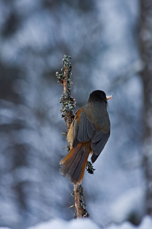 Siberian Jay (Perisoreus infaustus)