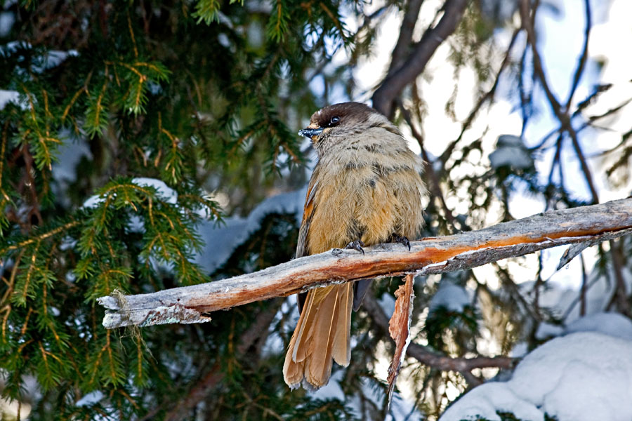 Kuukkeli (Perisoreus infaustus)