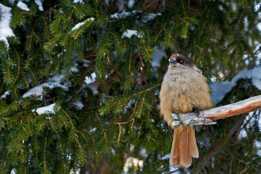 Siberian Jay (Perisoreus infaustus)