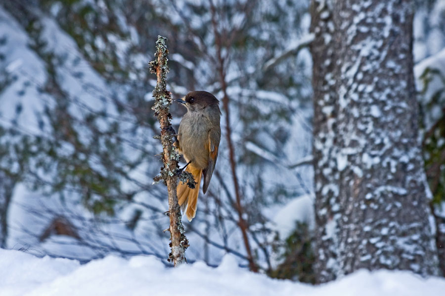 Siberian Jay (Perisoreus infaustus)