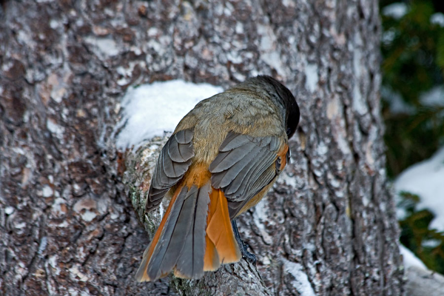 Siberian Jay (Perisoreus infaustus)