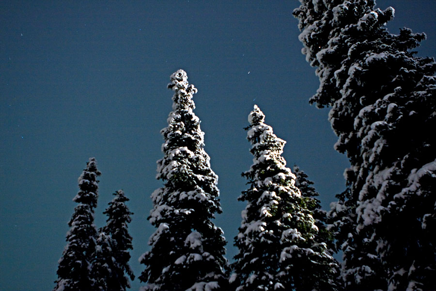Firs in the dark