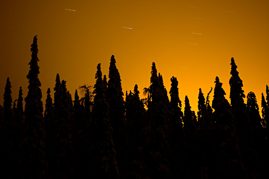 Firs in the dark