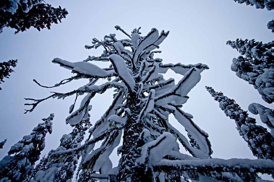 Snowy trees