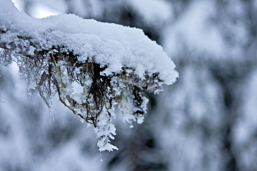 Beard moss on a snowy branch